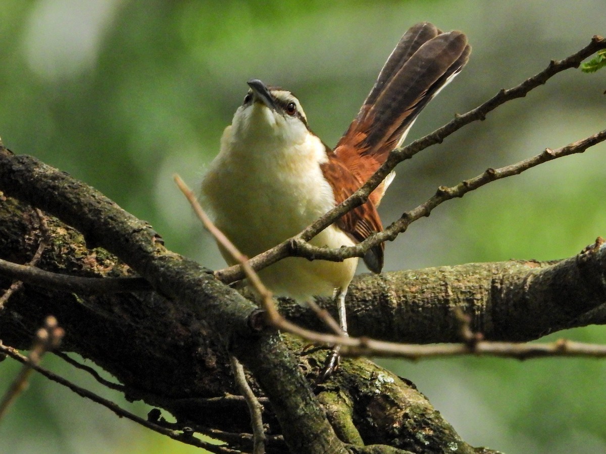 Bicolored Wren - ML643440060