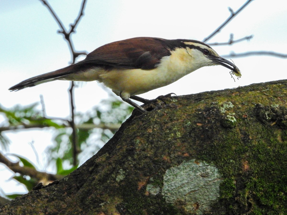 Bicolored Wren - ML643440061
