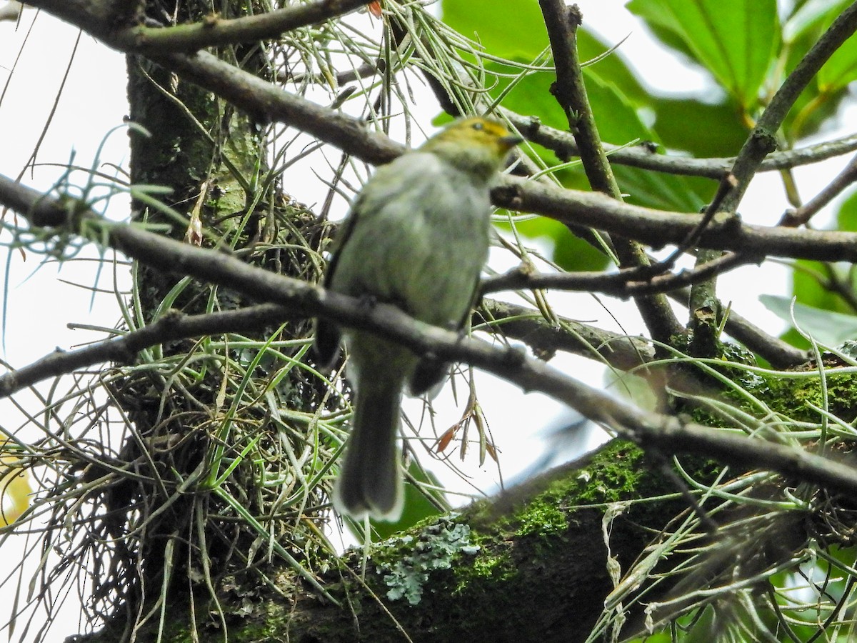 Golden-faced Tyrannulet - ML643440073