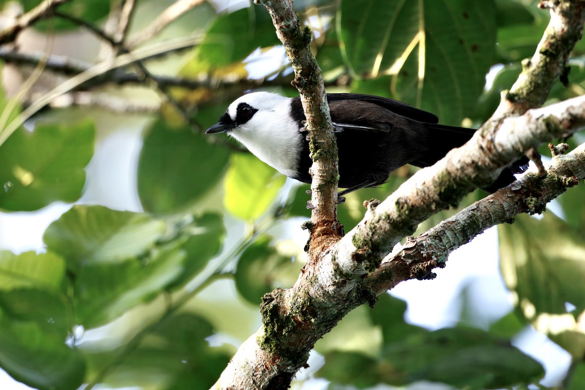Sumatran Laughingthrush - ML643440100