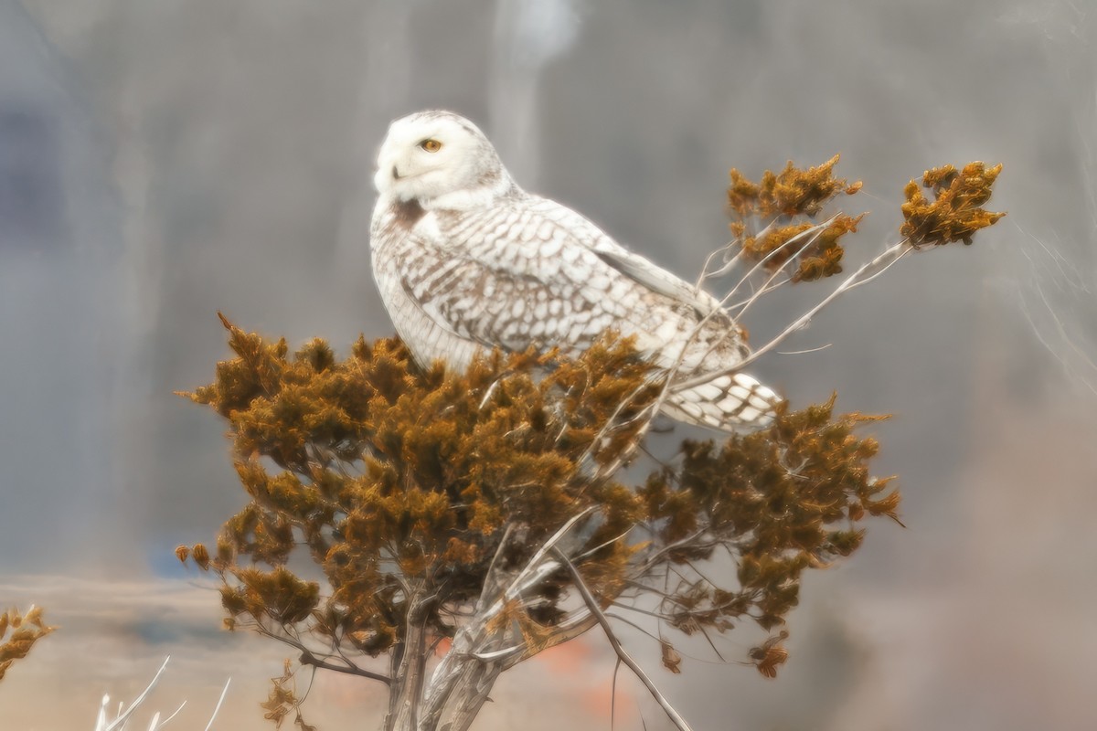 Snowy Owl - ML643440103