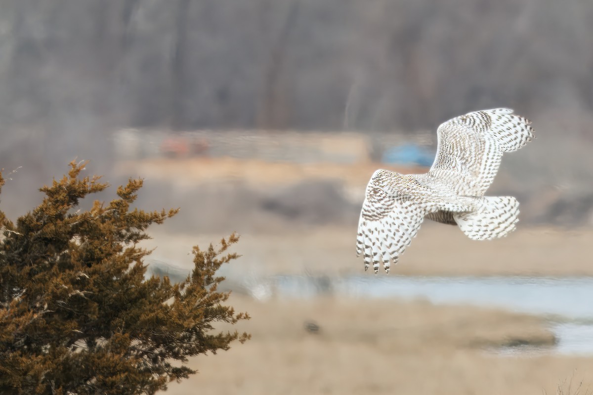 Snowy Owl - ML643440104