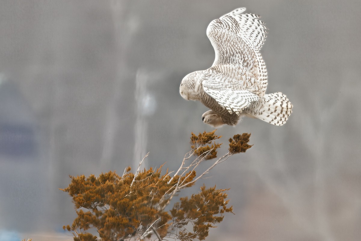 Snowy Owl - ML643440105