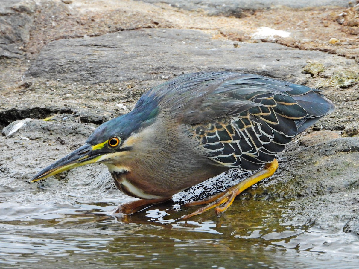 Striated Heron - ML643440106