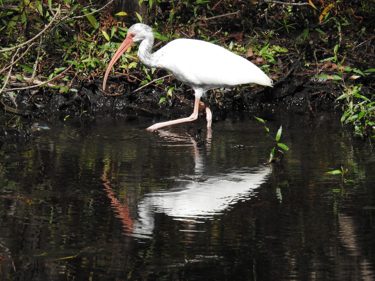 Ibis blanc - ML643440109