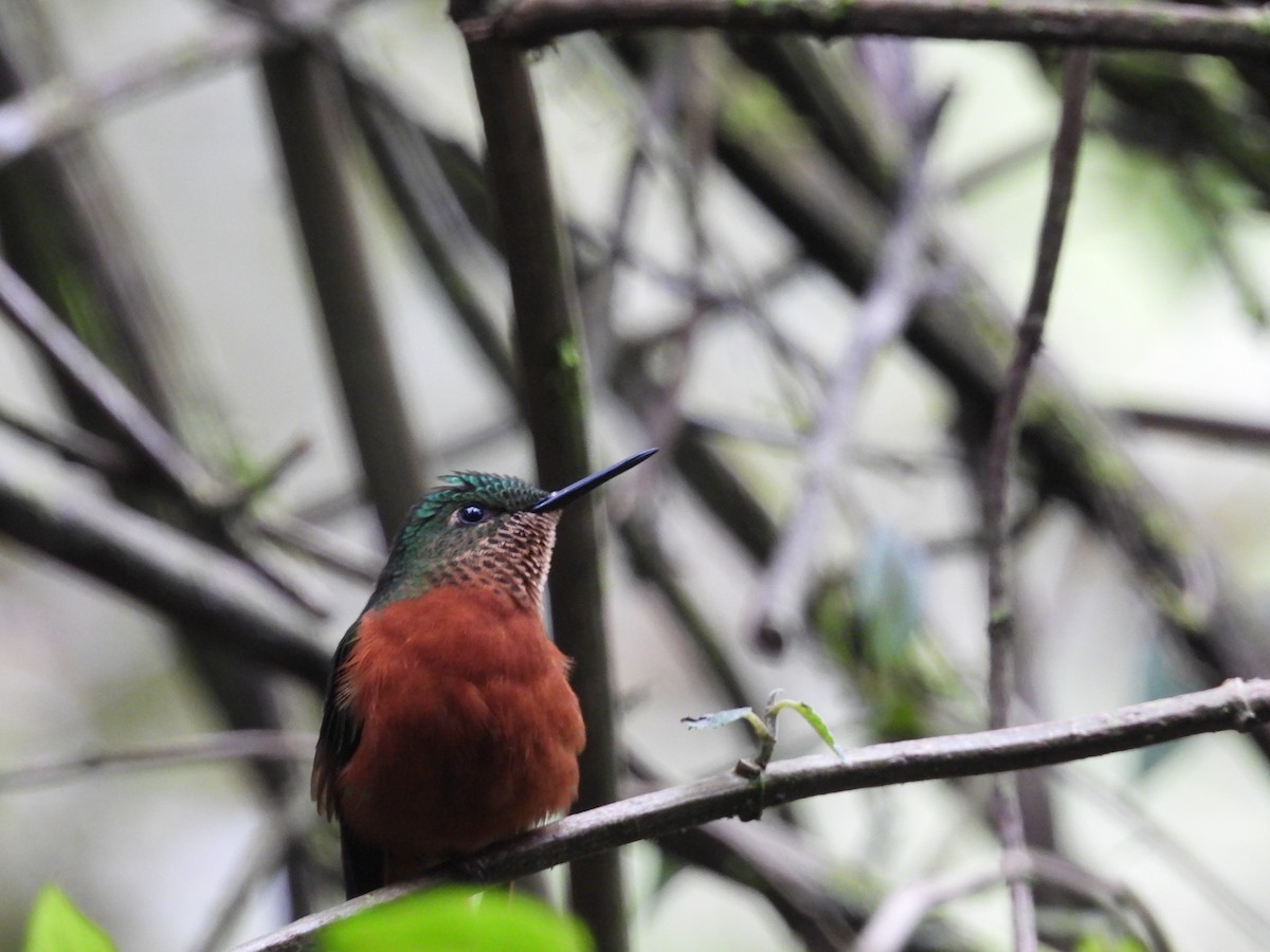 Chestnut-breasted Coronet - ML643440112