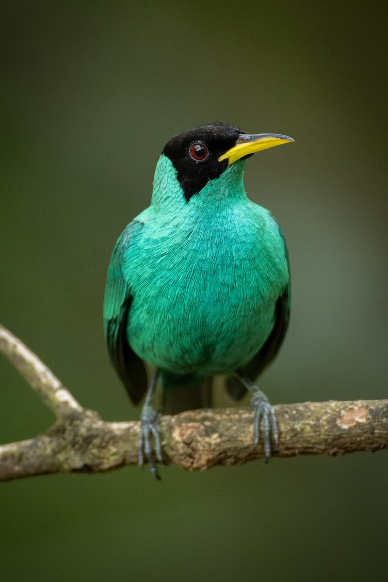 Green Honeycreeper - ML643440174