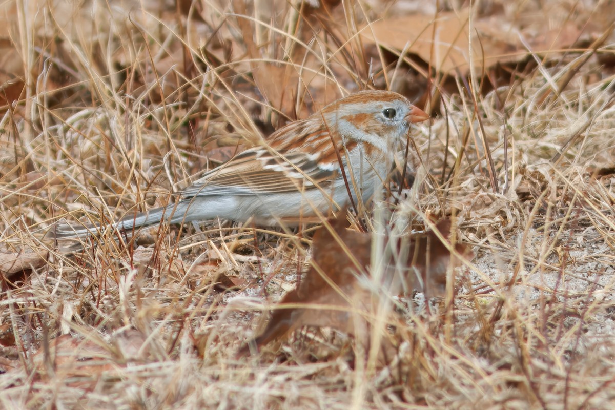 Field Sparrow - ML643440175