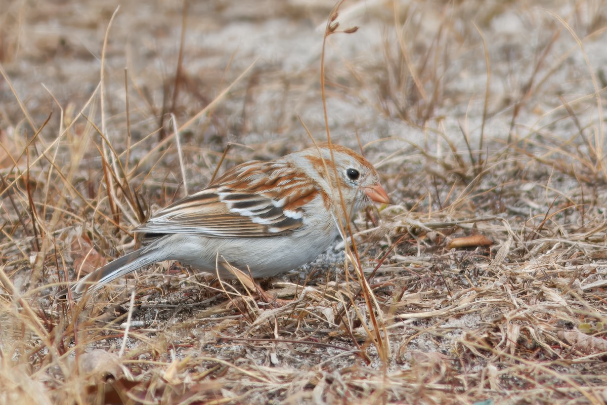 Field Sparrow - ML643440176