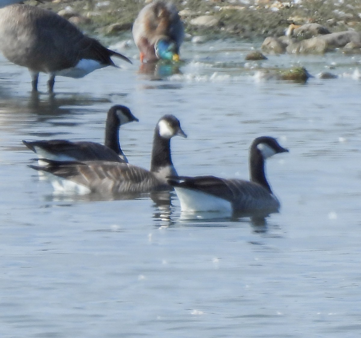 Cackling Goose - ML643440178