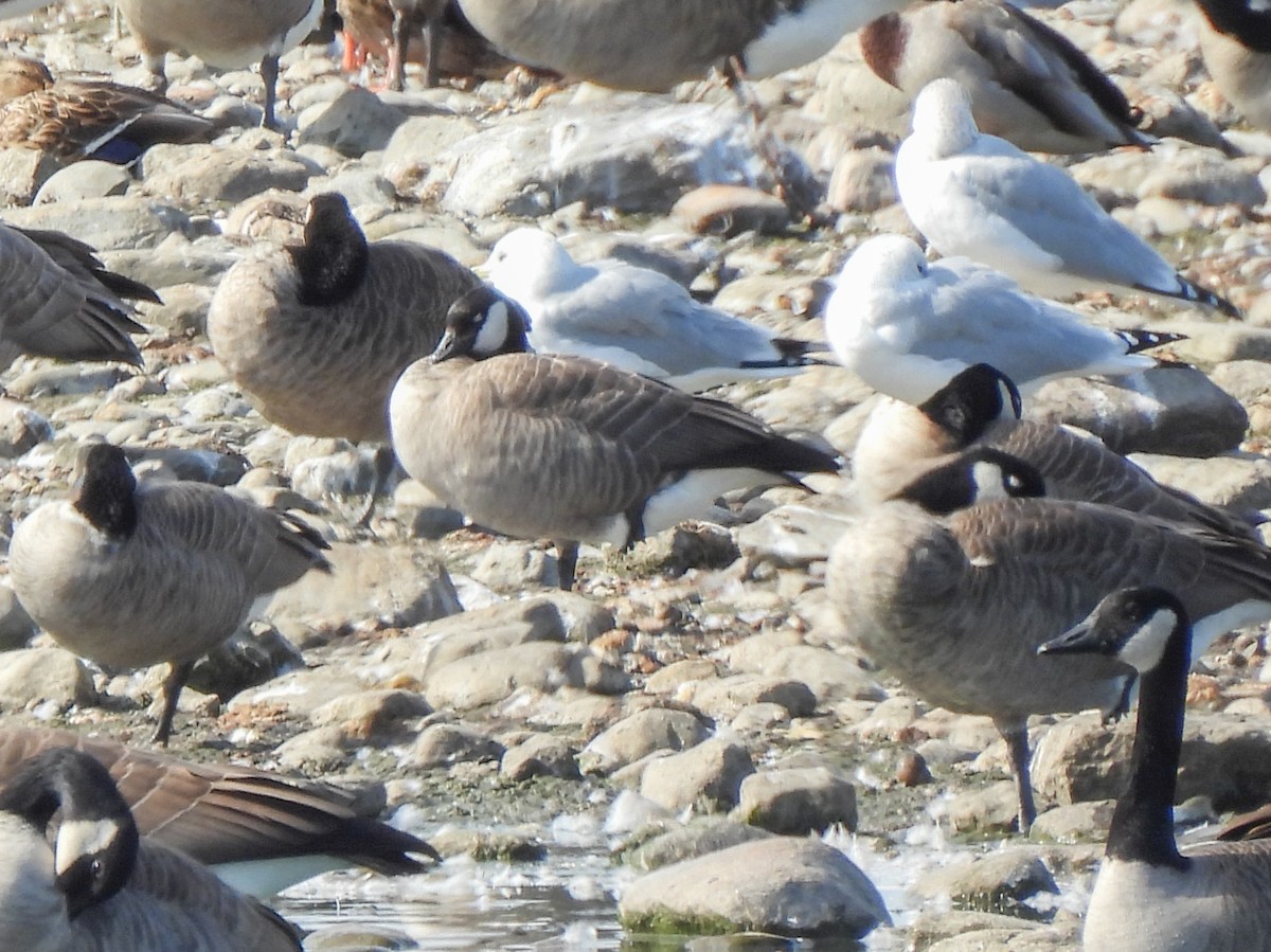 Cackling Goose - ML643440179