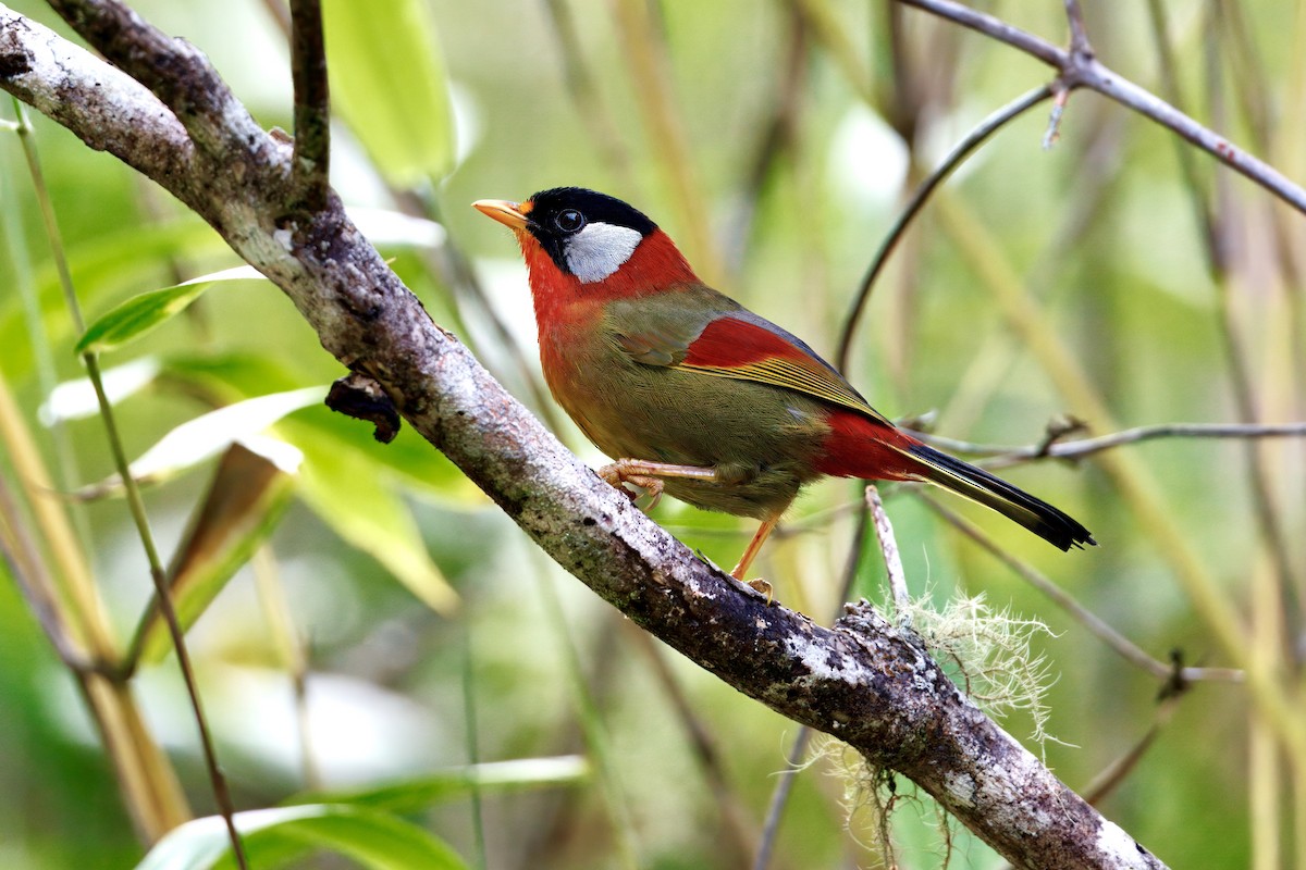 Silver-eared Mesia (Sumatran) - ML643440180