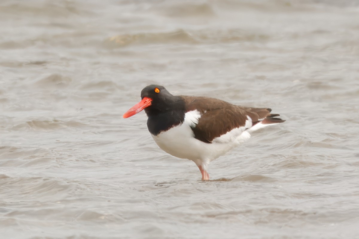American Oystercatcher - ML643440182