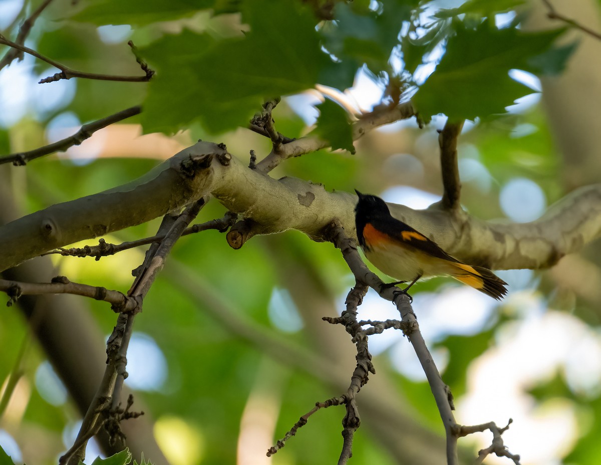 American Redstart - ML643440190