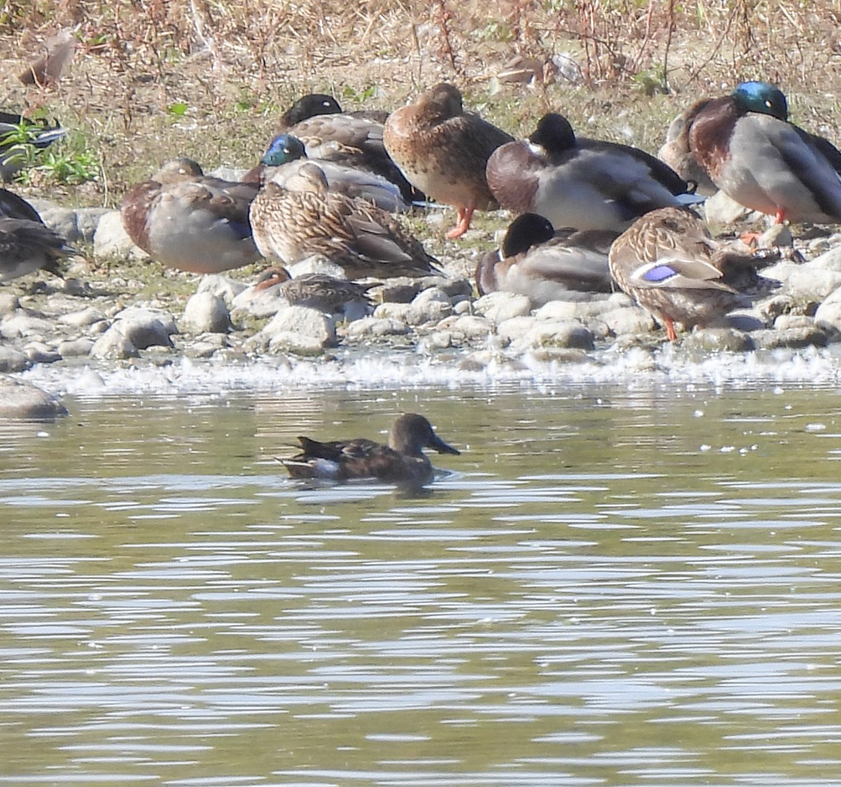 Canard souchet - ML643440196
