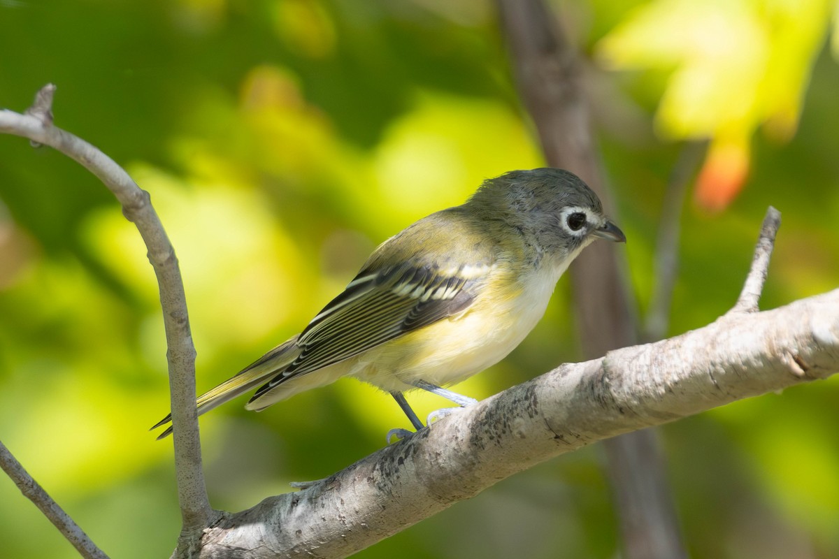 Blue-headed Vireo - ML643440199