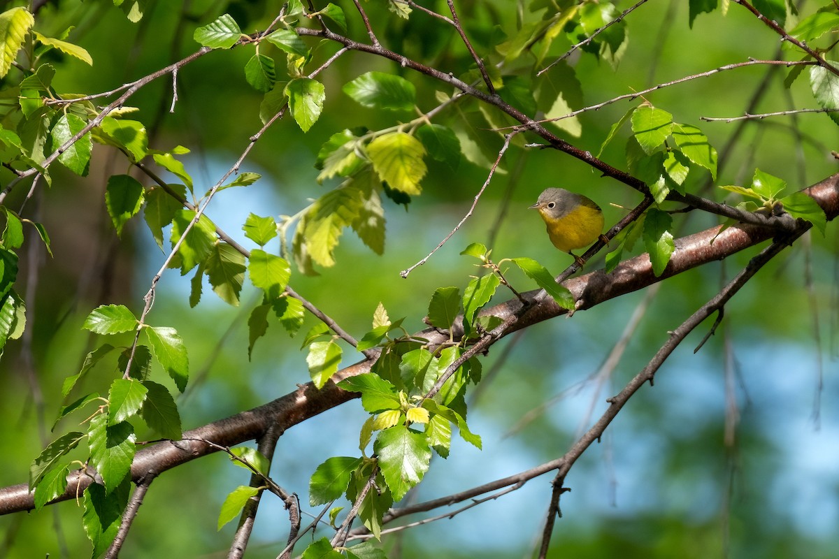 Nashville Warbler - ML643440200
