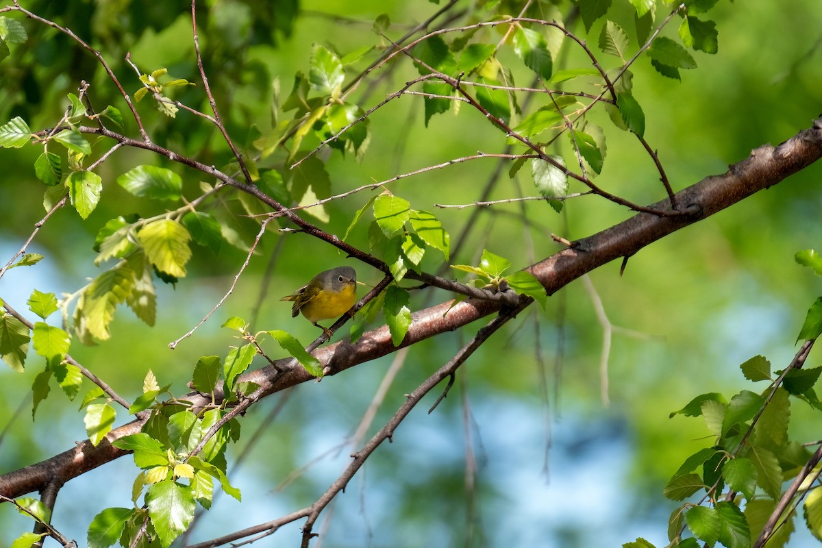 Nashville Warbler - ML643440201