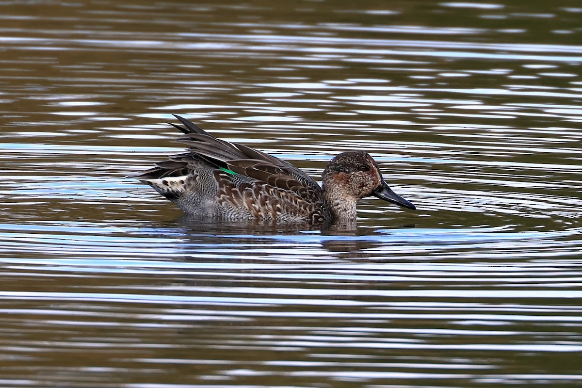 Green-winged Teal - ML643440209