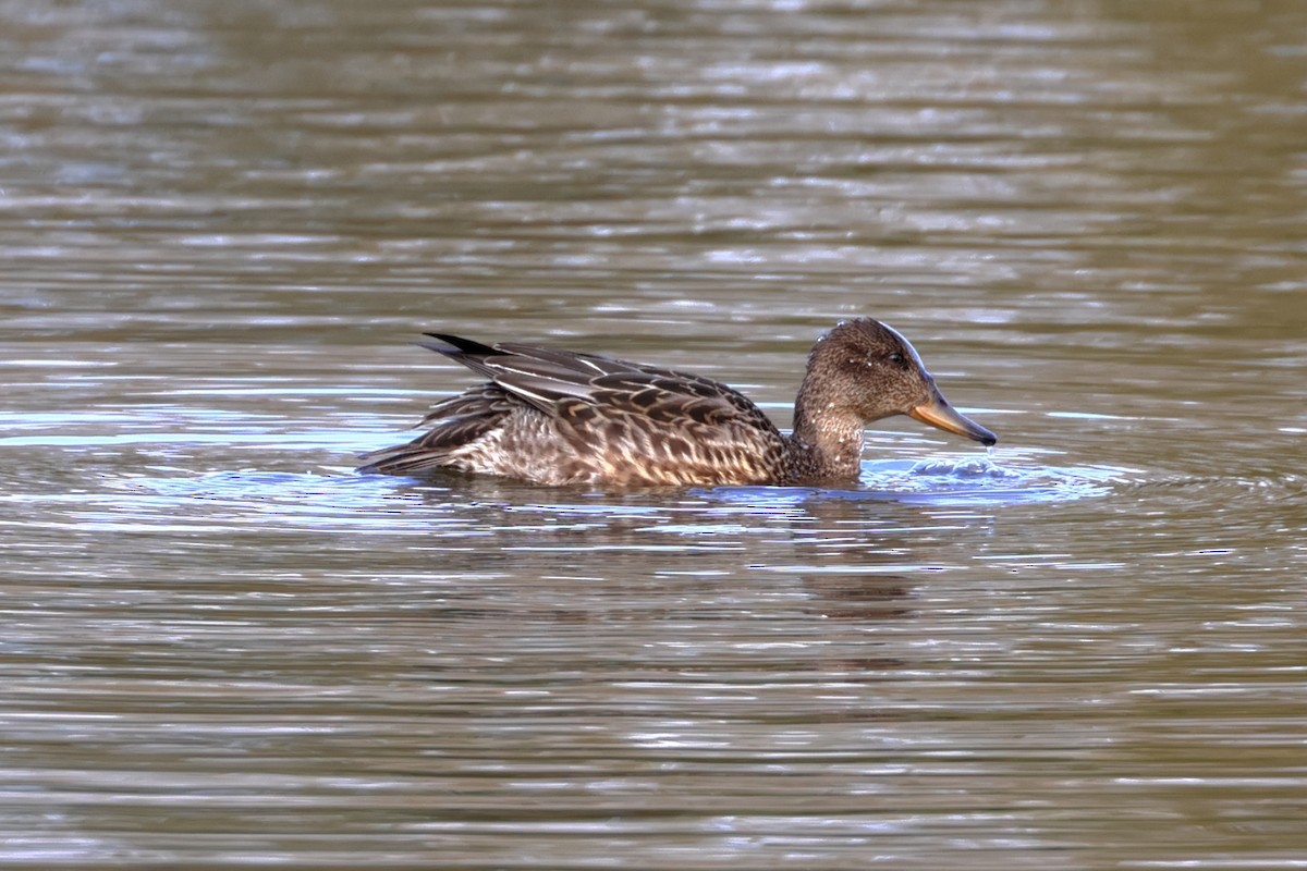 Green-winged Teal - ML643440214