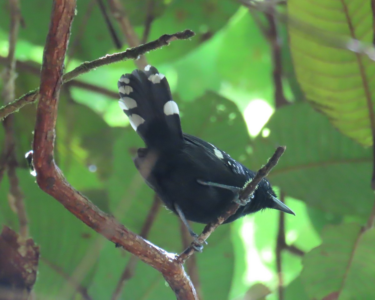 Dot-winged Antwren - ML643440222