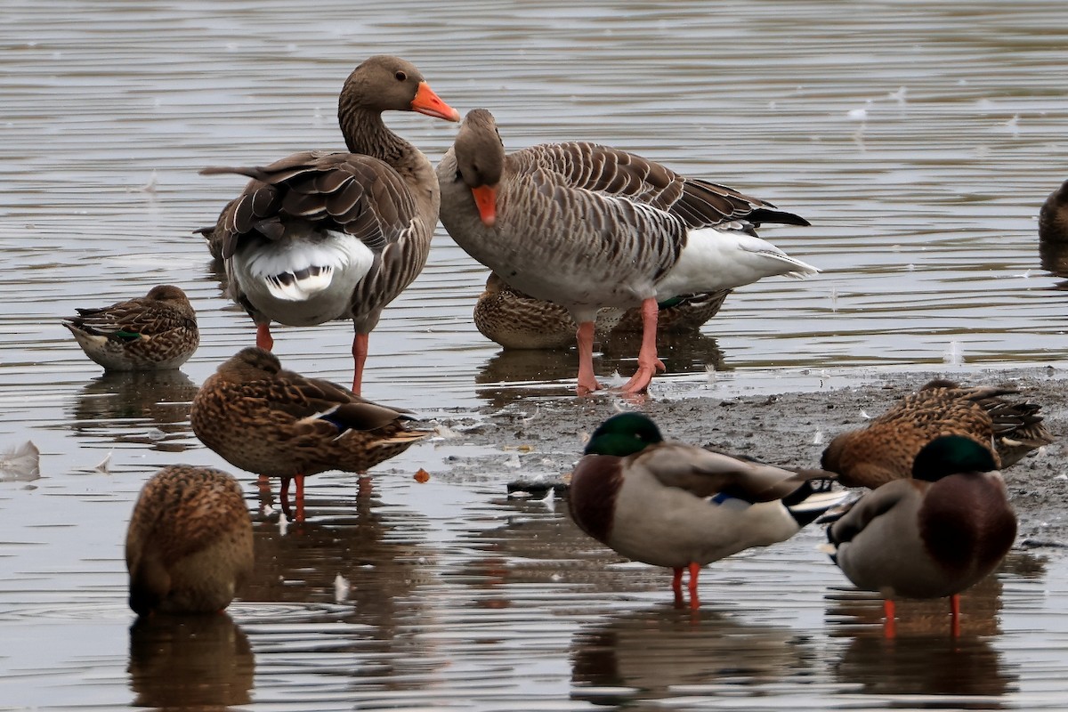 Graylag Goose - ML643440228