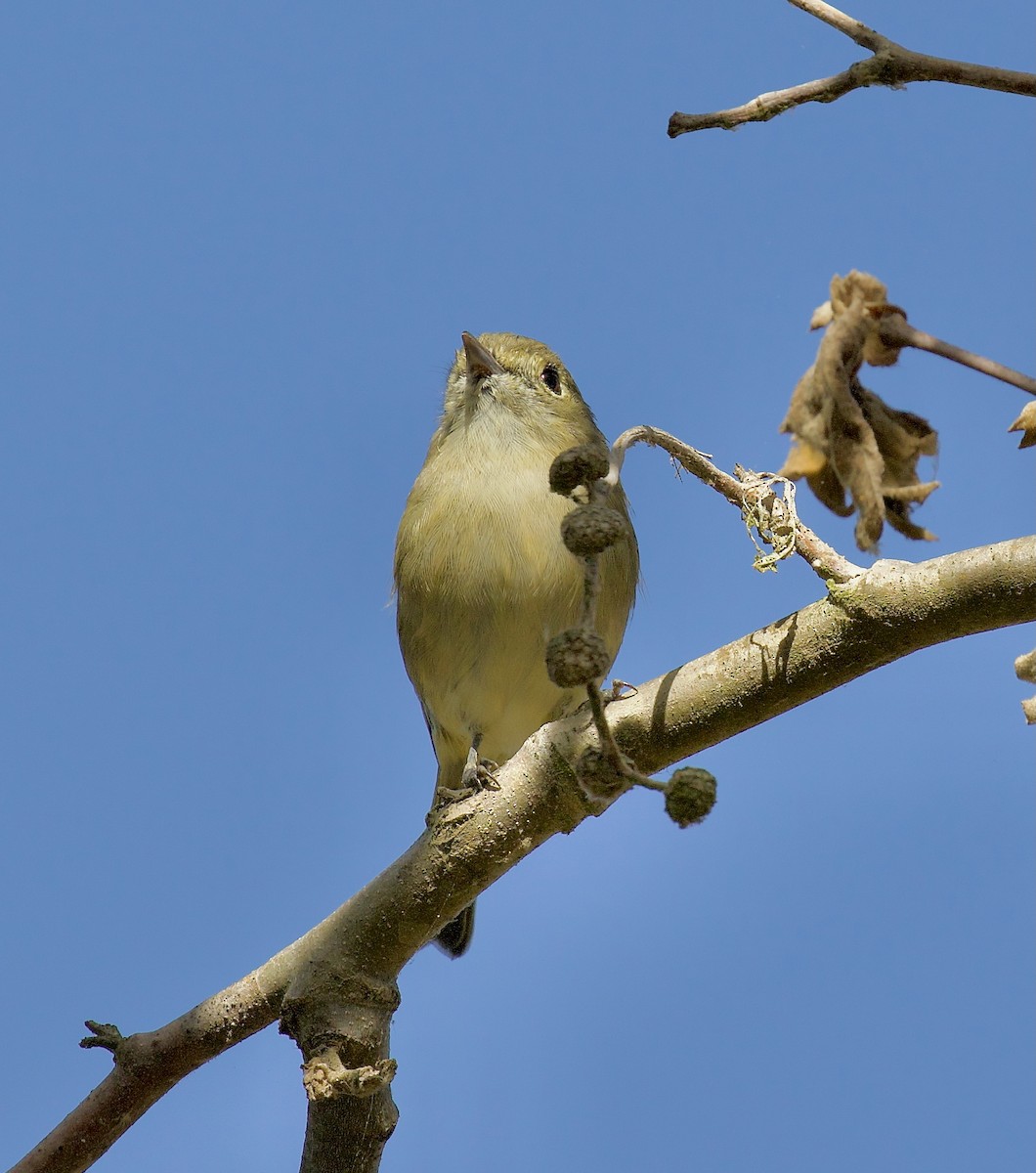Hutton's Vireo - ML643440231