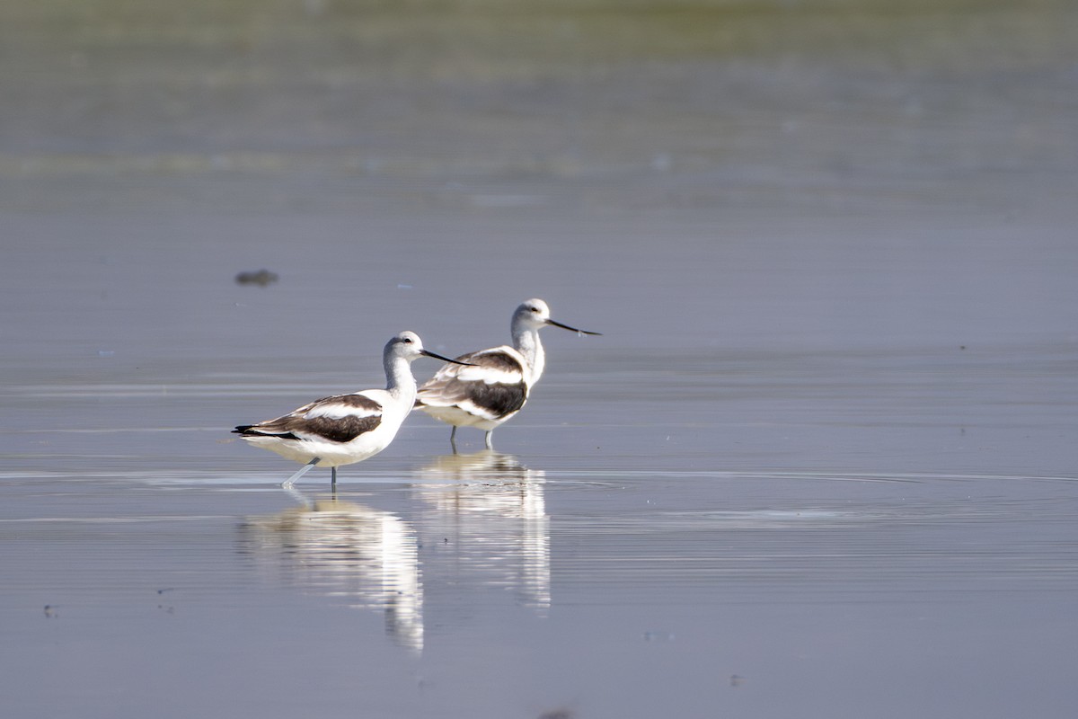 American Avocet - ML643440237