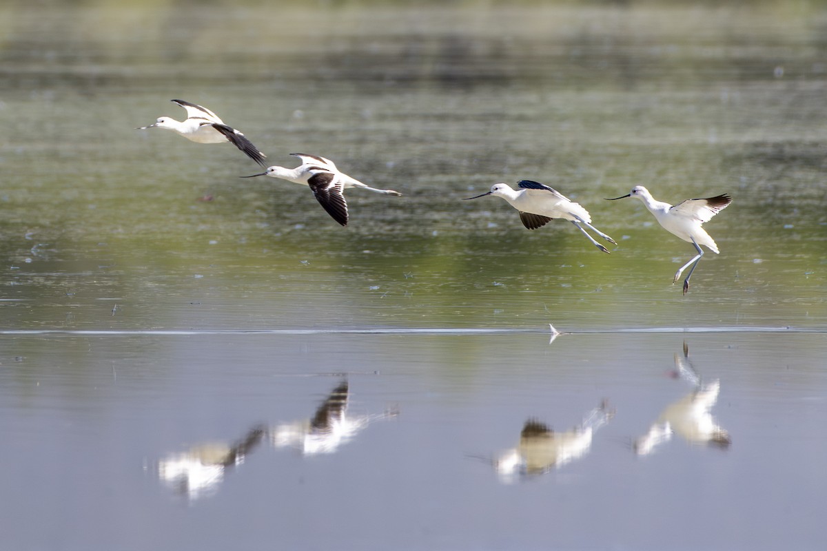 American Avocet - ML643440238