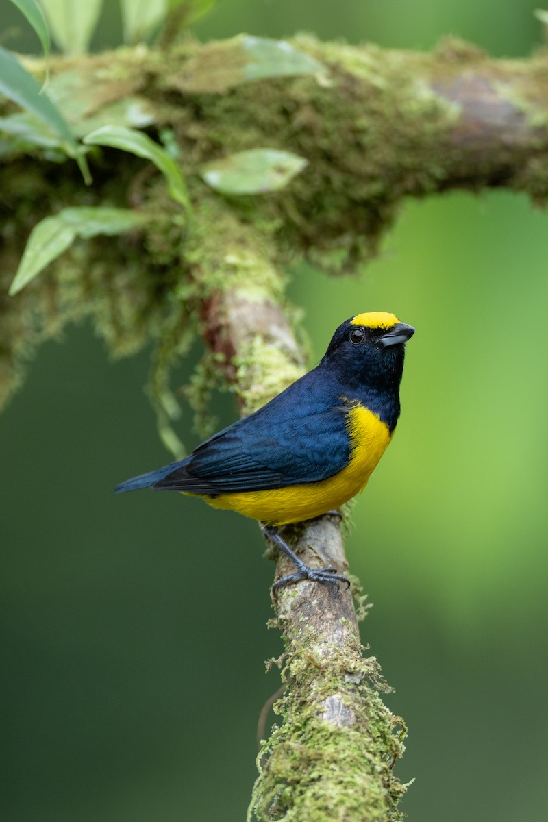 Spot-crowned Euphonia - ML643440239