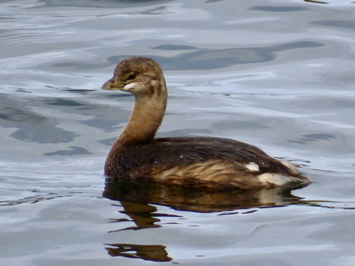 Pied-billed Grebe - ML643440242