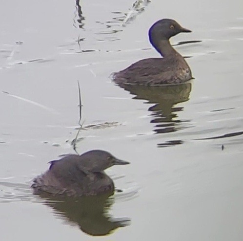 Least Grebe - ML643440244