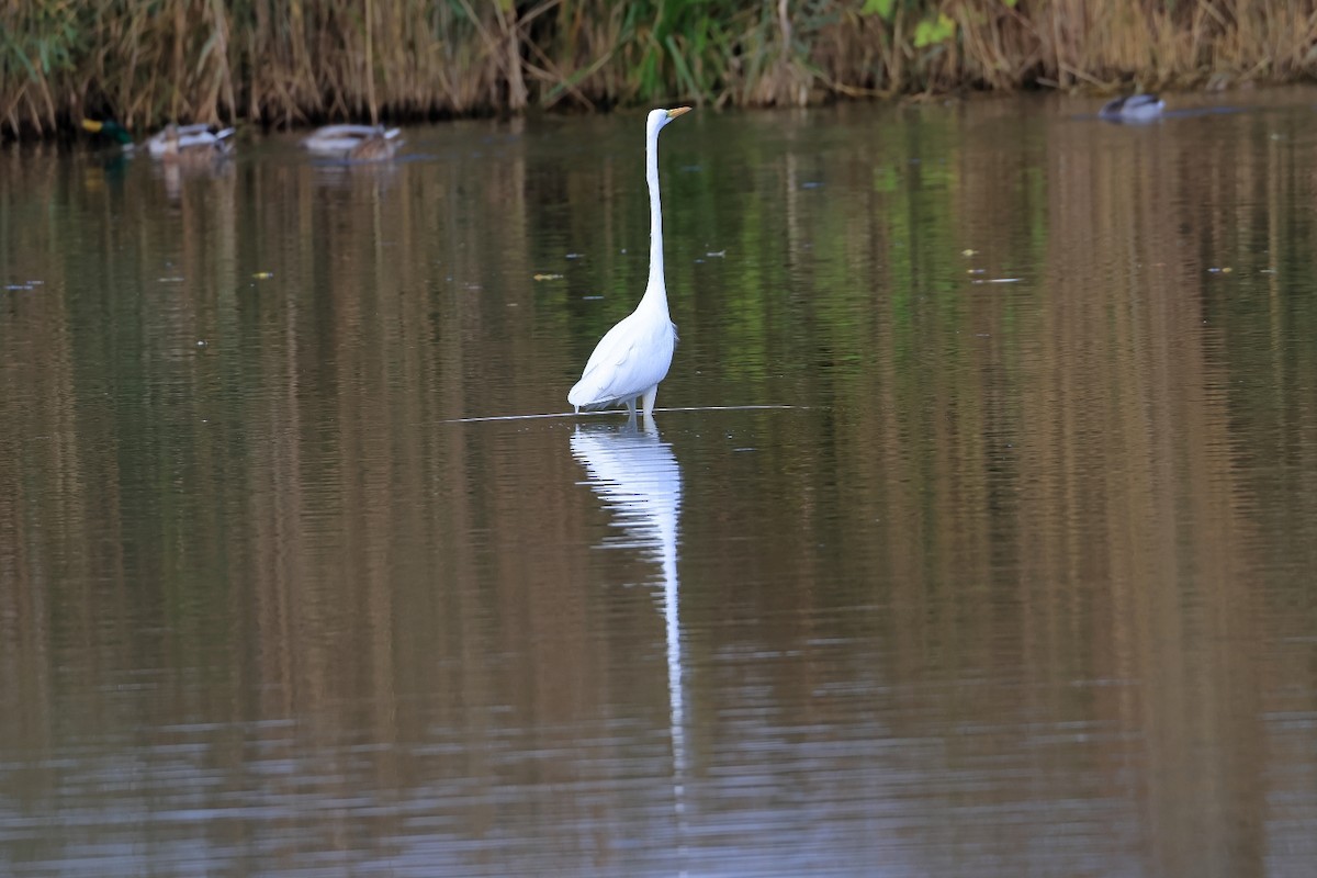 Great Egret - ML643440253
