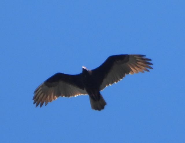 Black Vulture - ML643440255