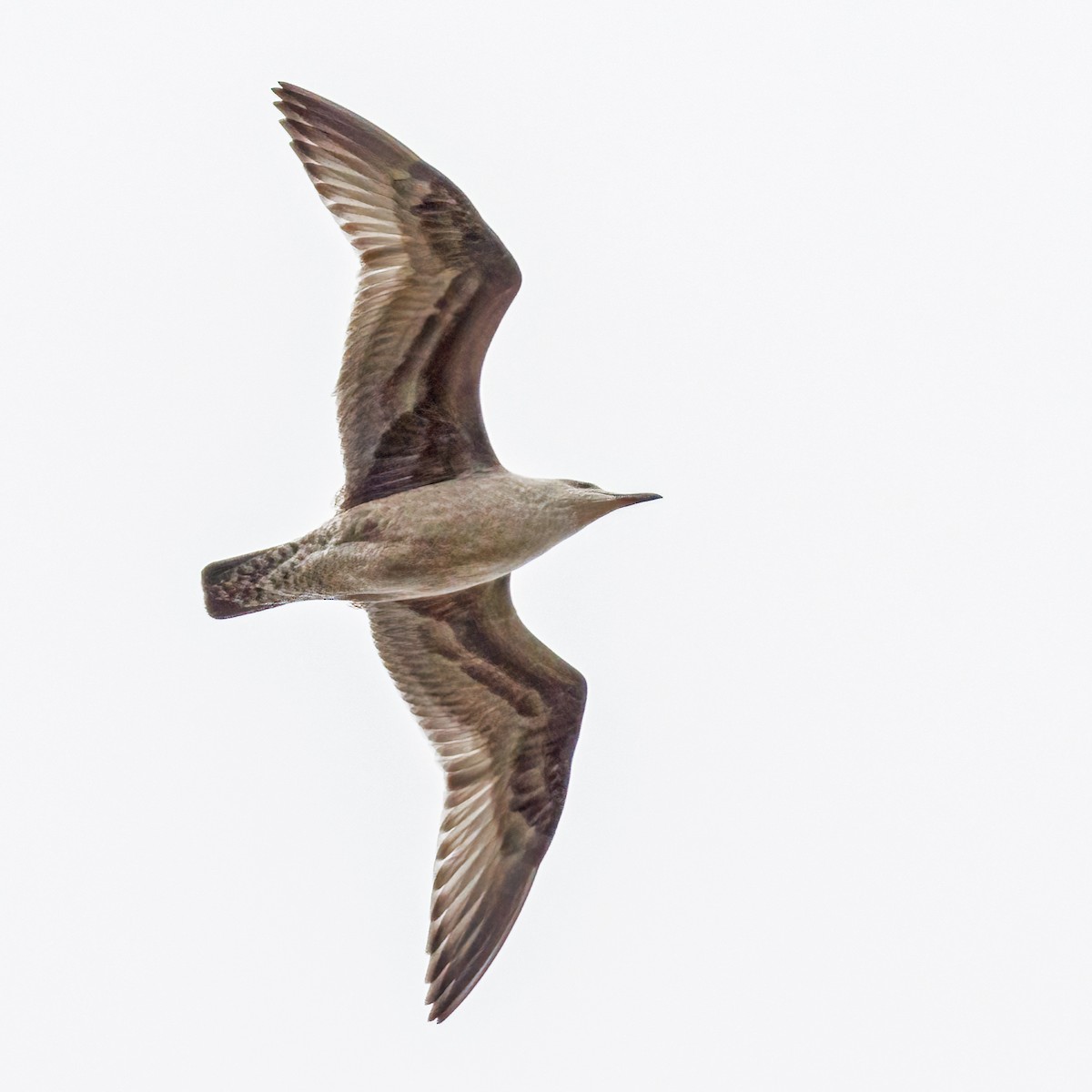 American Herring Gull - ML643440256