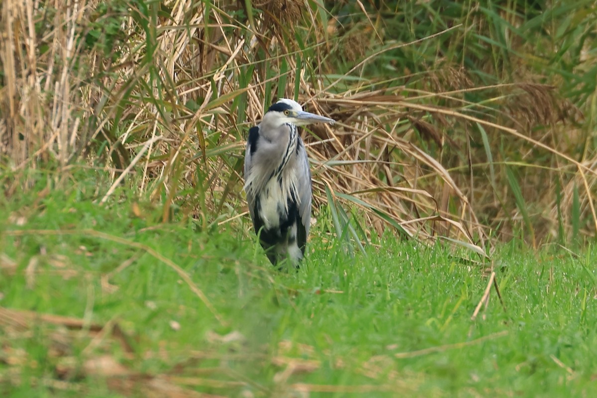Gray Heron - ML643440258