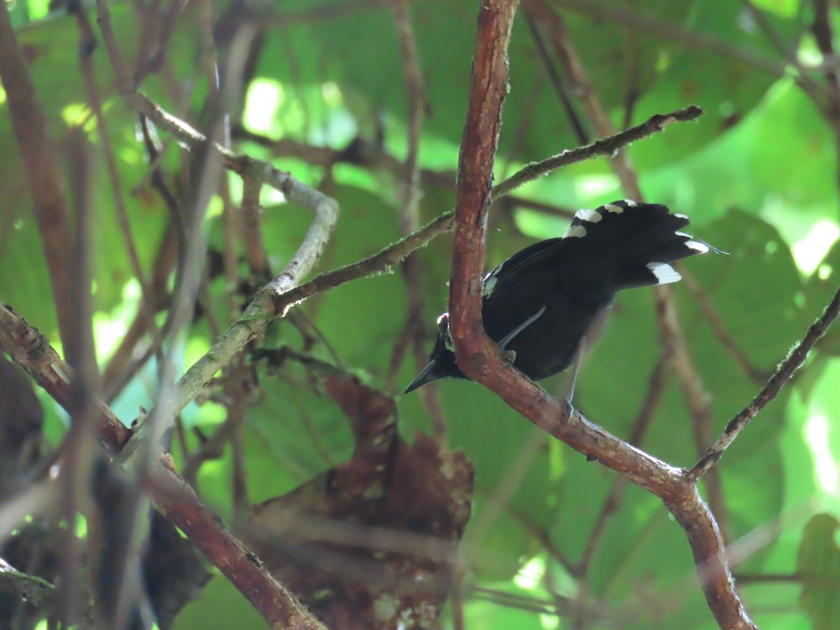 Dot-winged Antwren - ML643440280
