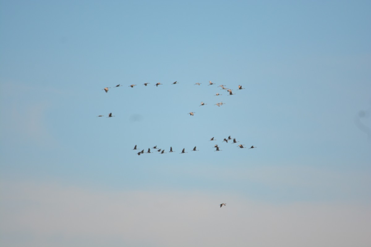 Sandhill Crane - ML643440282