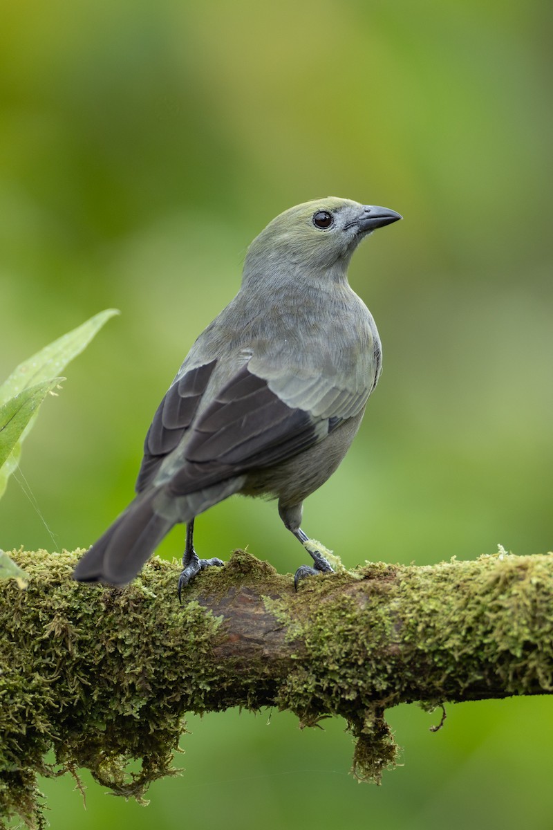 Palm Tanager - ML643440283