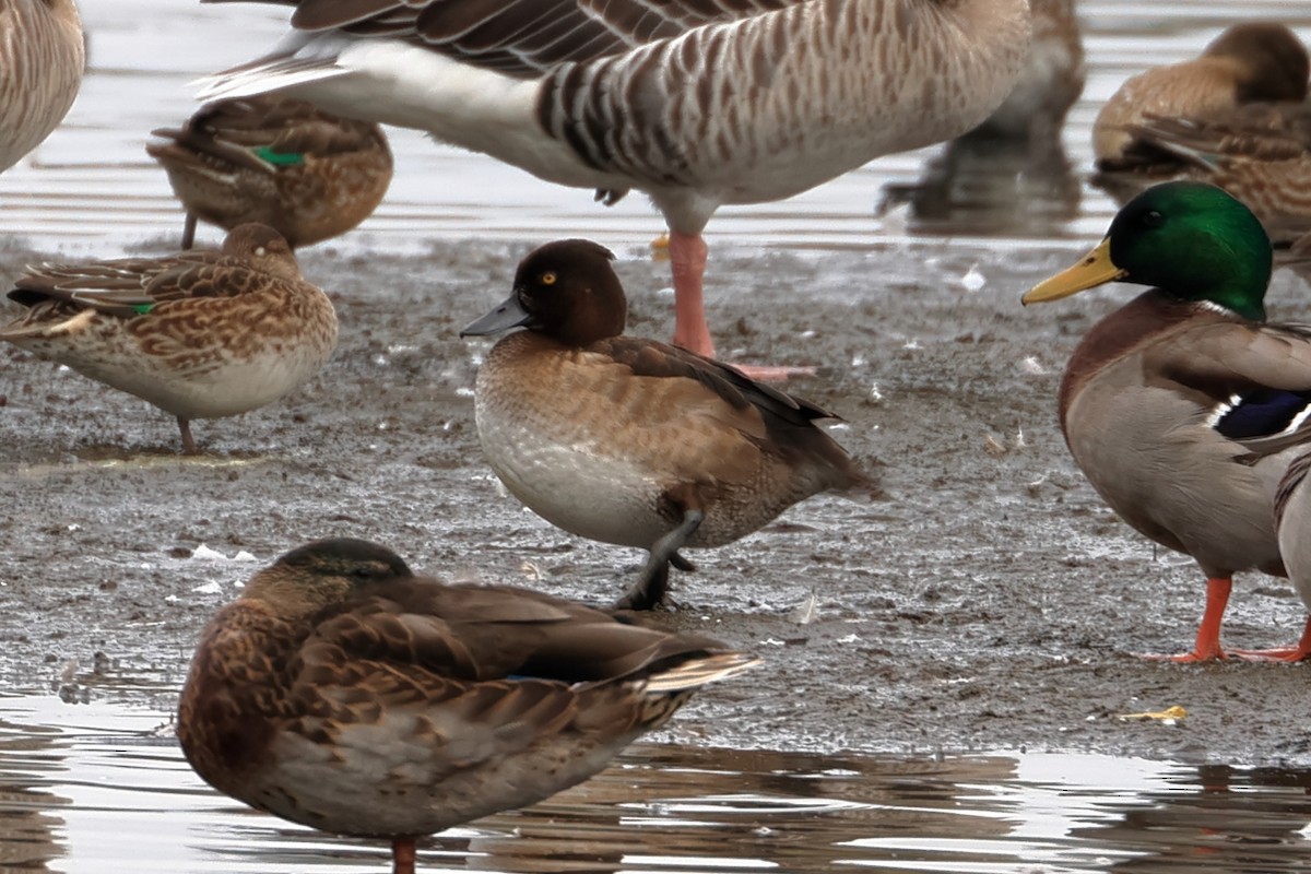 Tufted Duck - ML643440289