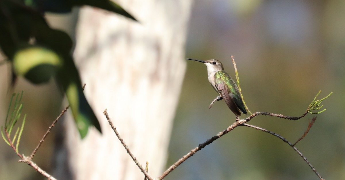 Ruby-throated Hummingbird - ML643440291