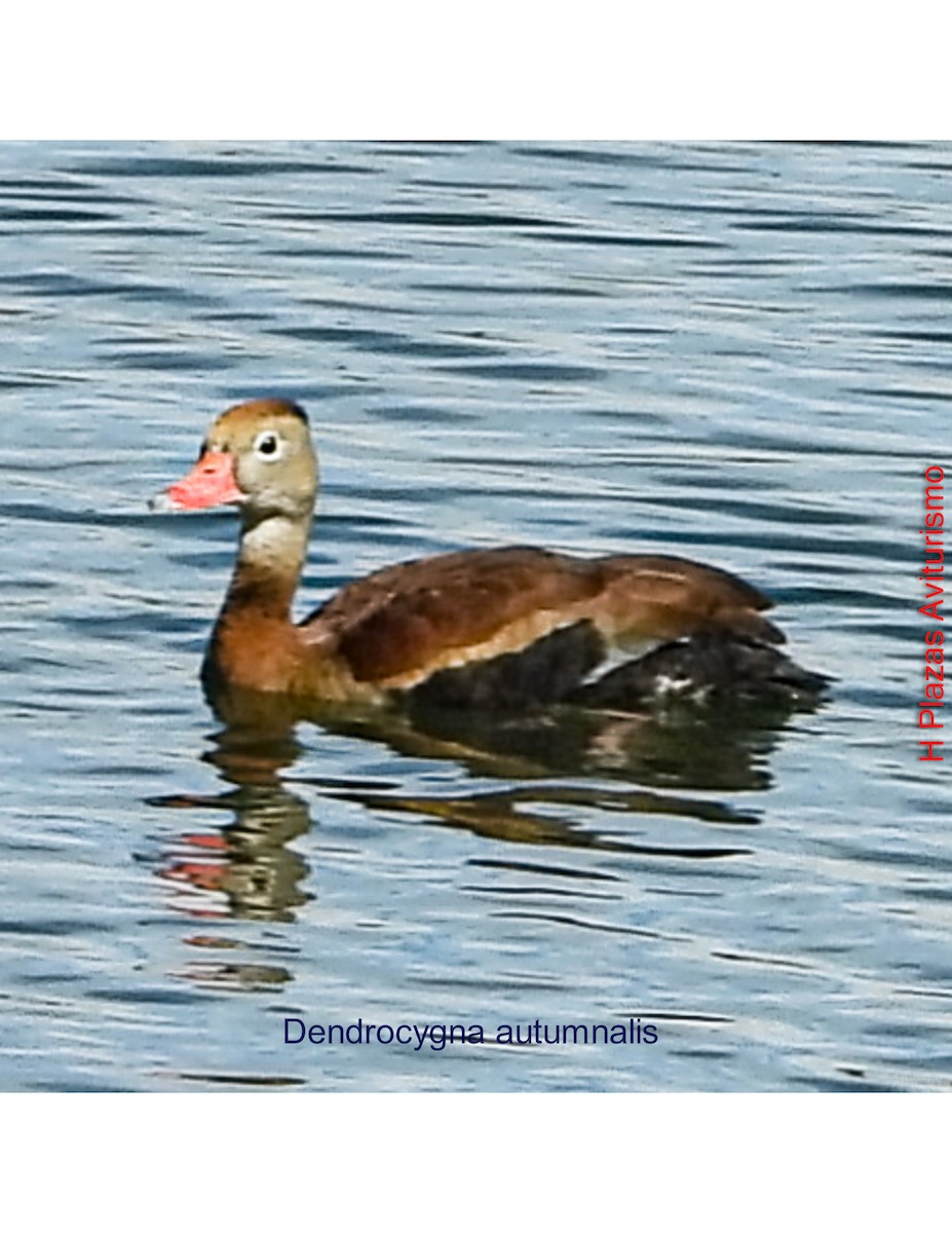 Black-bellied Whistling-Duck - ML643440307