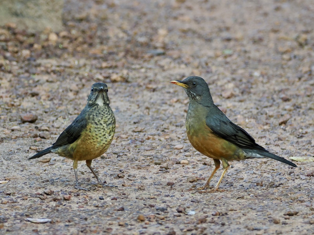 Olive Thrush - ML643440313