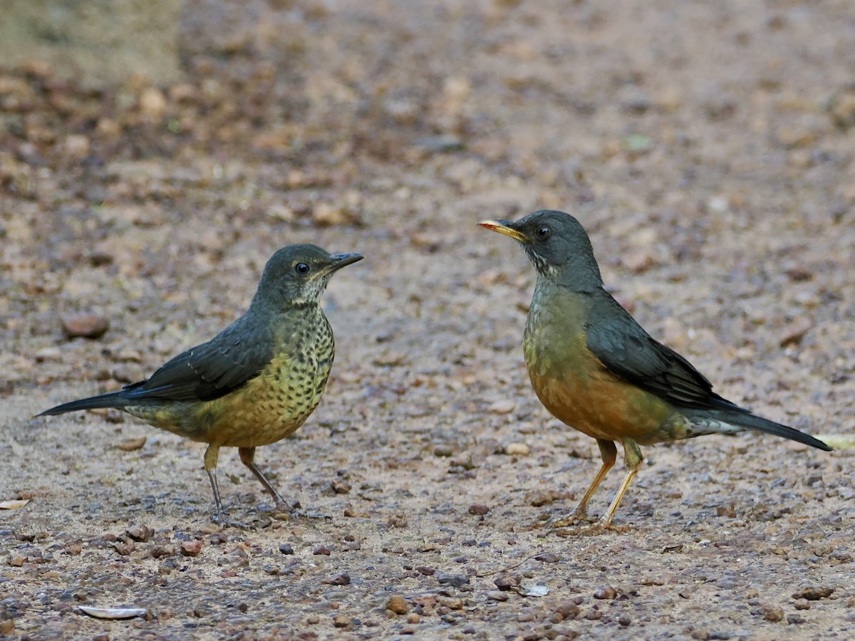 Olive Thrush - ML643440314