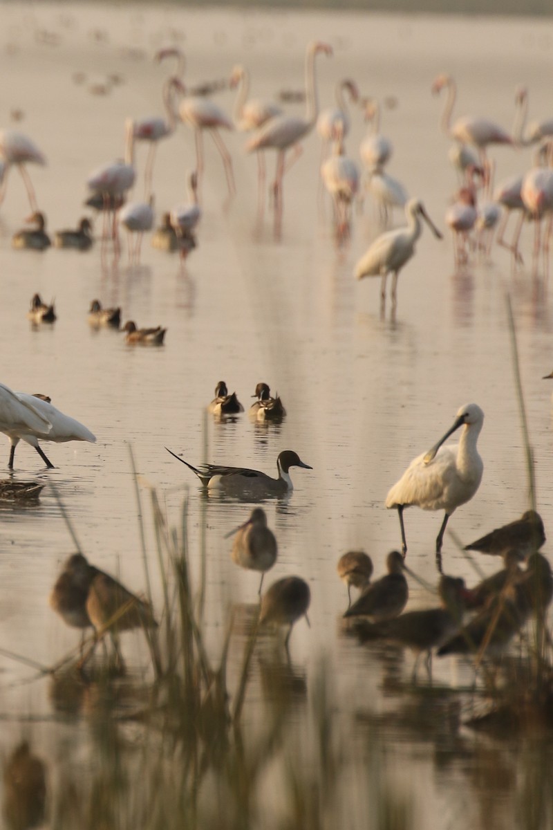 Northern Pintail - ML643440316
