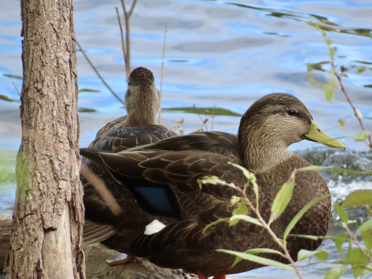 American Black Duck - ML643440317