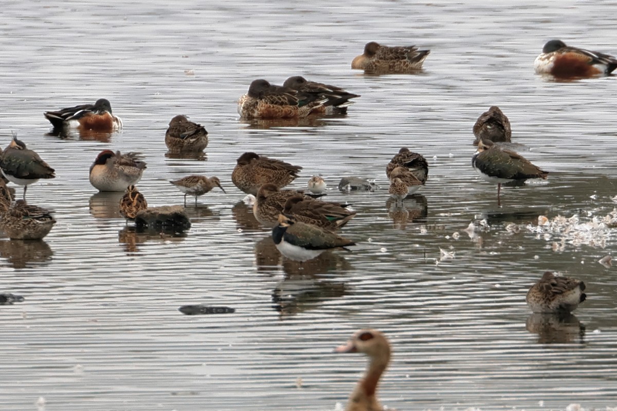 Little Stint - ML643440318