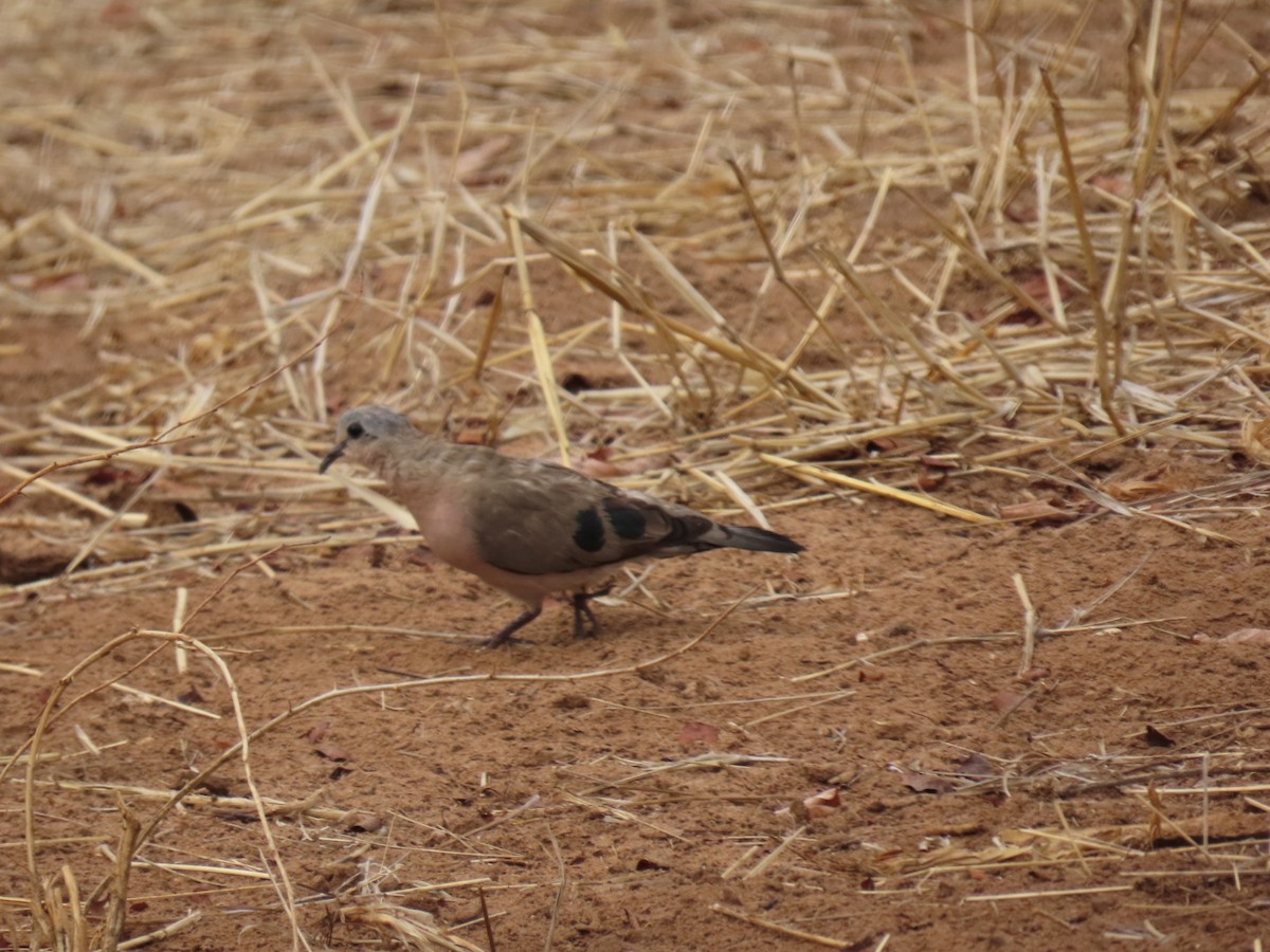 Emerald-spotted Wood-Dove - ML643440323