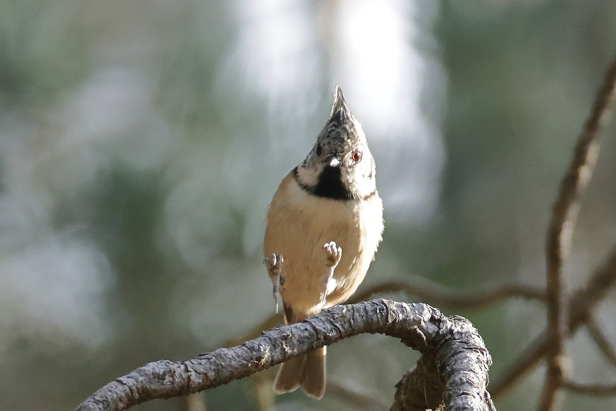 Mésange huppée - ML643440333