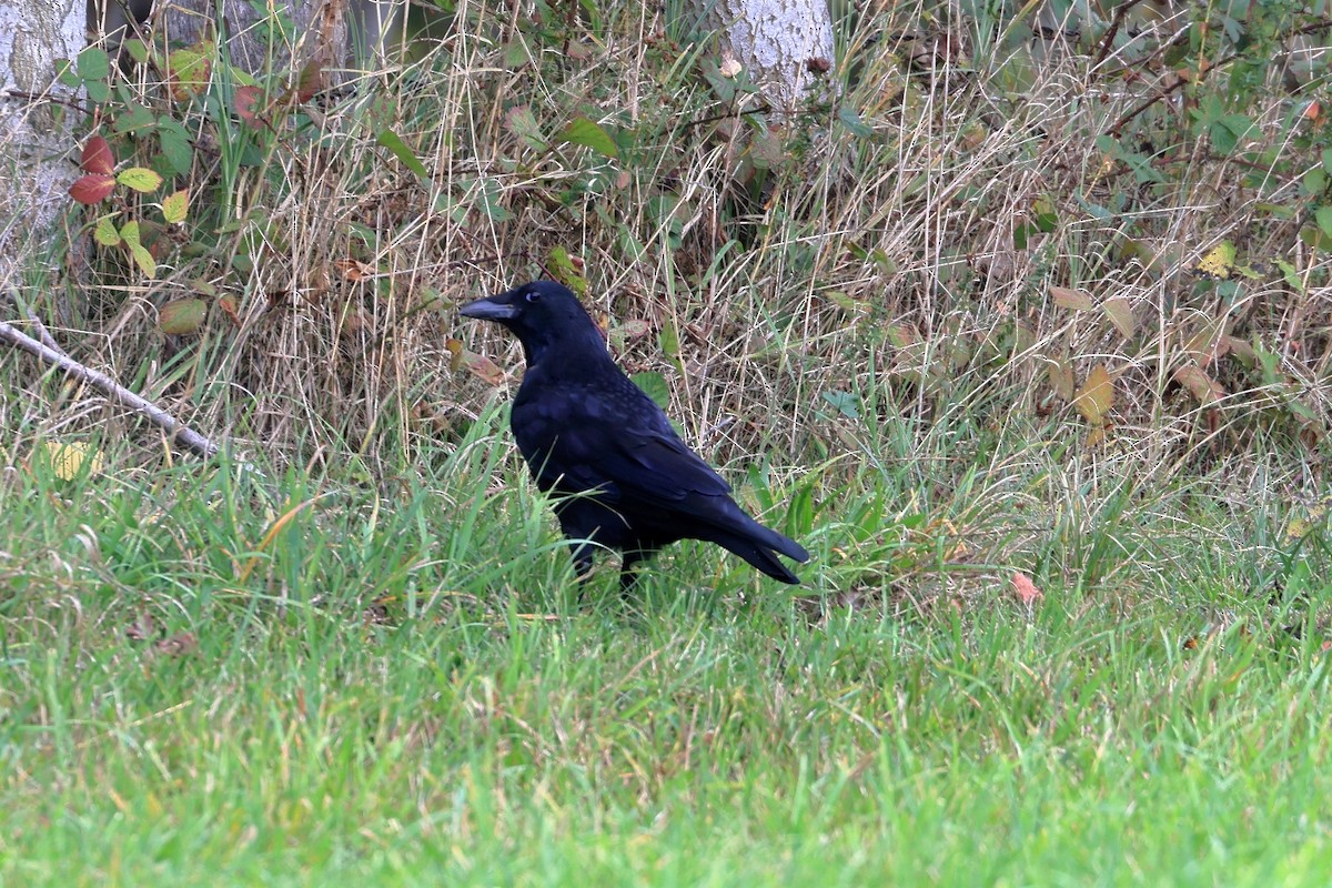 Carrion Crow - ML643440335